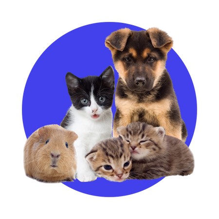 Pets